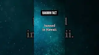 Jaw-Dropping Fact About Hamsters #shortvideo #randomfacts #facts
