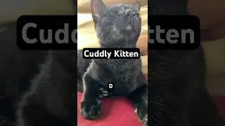 For Kitten Lovers #talkingkitty #cute #cuddlykittens #kittens