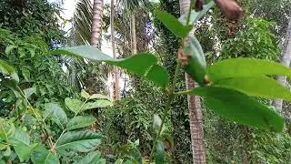 #attelabidae plant leaf #bali #indonesia