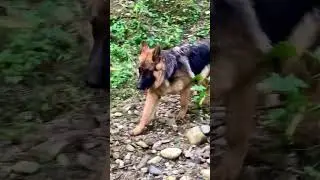 7 month&rsquo;s Long Coat German Shepherd Puppy #germanshepherd #gsdpuppy #gsd #longcoatgermanshepard