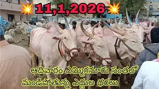 Yammigunur sunday bulls market video//ఆదివారం ఎమ్మిగనూరు సంతలో ఎద్దుల ధరలు వాటి వివరాలు 