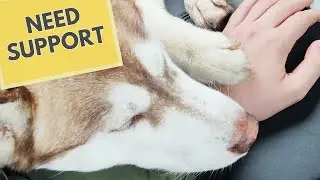 Is Your Dog In Pain? Join Our Support Group!
