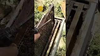 القسمة في الخريف ، الشروط اللازمة للقيام بذلك
