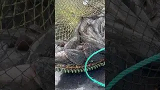 CALIFORNIA COMMERCIAL FISHING ​⁠@OldManAndTheSea