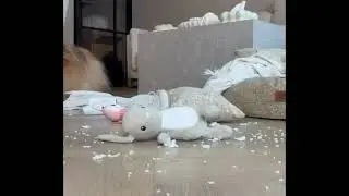 Never messy rooms anymore.With Bcdroid A10 Ultra 🐾