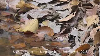 ছোট নীলমণি   |   Small Niltava