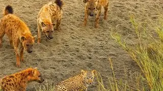 Un B&eacute;b&eacute; L&Eacute;OPARD Est Entour&eacute; de HY&Egrave;NES - Puis Quelque Chose d'INCROYABLE est Arriv&eacute;
