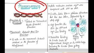 Microfilaments, it's structure and the Dynamics of microfilaments