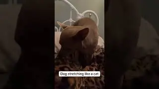 Dog Stretching Like a Cat #dog #dogs #animal #animals #pet #pets #cute #adorable