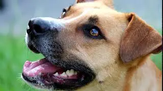 Young barking dog/Junger bellender Hund/ Młody pies szczekanie SOUND EFFECTS