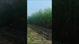 Priya Reaper  #agriculture #harvest #farming #agriculturemachine