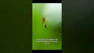 Did You Know This About Spiders Part 5 #insects #forest #nature #spider #facts #ai