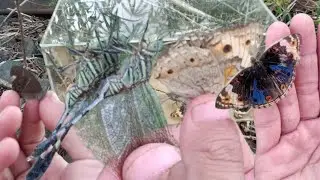 insect hunting‼️catching beautiful butterflies, dragonflies in beautiful nature