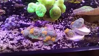 Fragging Sunkist Bounce Mushrooms before and after.