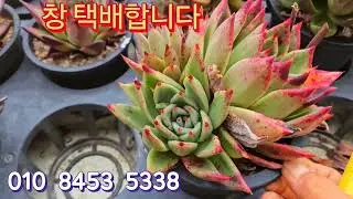 택배합니다 주문주세요 