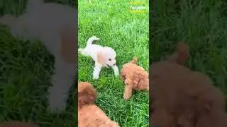 Cute dog puppy watchful😂🤣💕 #shorts #cats #kitten #cute #black #funny #white #play #dog #puppy