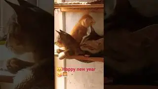 😺Happy cat family 😘🐯#kitten #cutelove #catvideos #cats #cutecat #funny #catfunny