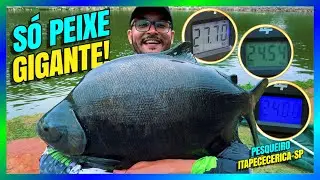 🎣 PESCARIA INSANA no Pesqueiro Itapecerica! S&oacute; MONSTROS o dia todo! #PescaEsportiva #PescaBrasil