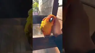 The Human-Parrot Bond Is So Intest | Parrot Caretaker 🦜☺️😍 #shorts #parrot #human&parrot
