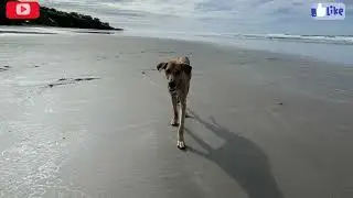 Calle a playa Punta Mango El Salvador 2022