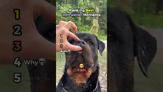 Ranking Best Rottweiler Moments