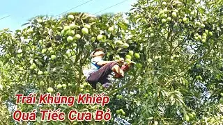 Cưa Bỏ Cây Xoài Trái Khủng Khiếp, Cây Còng, Ai Xem cũng Thấy Xót, Cưa Kỹ Thuật, 67