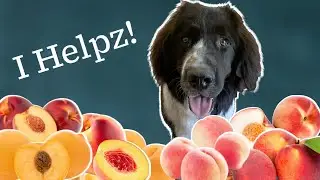 Where is the best place to buy Peaches & Apricots?