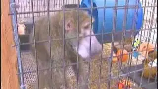 Baboon rescued from Kentucky garage