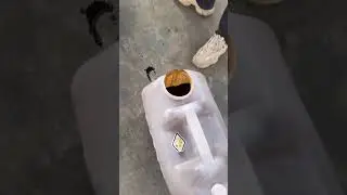 Stable  Colloid Mill Nut grinding machine tiger shea nut grinder#grinder #shorts #shortvideo