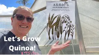 Let's Grow Quinoa!  #quinoachallenge #quinoa  #yogihollowfarm