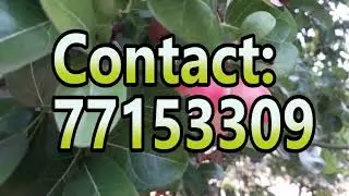 Green House Farming in Qatar [Indoor Fruit Forest]