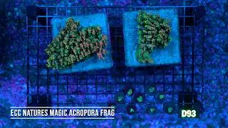 Stock Spotlight: ECC Natures Magic Acropora Frag