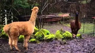 Alpaca Warning call