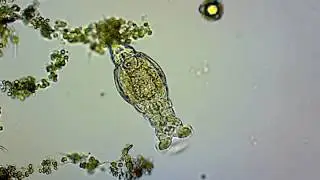 Rotifer Feeding