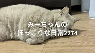 みーちゃんのほっこりな日常2274