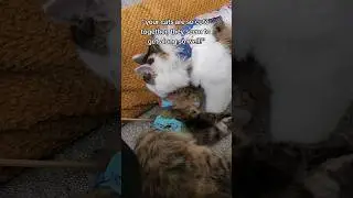 but do they really? 🤔 #cats #siblings #catbond