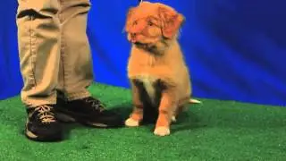 Adorable Toller Puppy Shelby shines at Talent Hounds audition