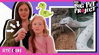 🐍😳 Meet Marshmallow, the Slithery Corn Snake! | The Big Pet Project | @RTEKids