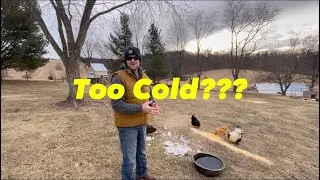 Keeping Backyard Chickens Alive During Extreme Cold Temperatures: Tips From An Expert Farmer 