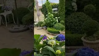 #hydrangea #гортензия #садгортензий #hortensias #гортензии #гортензиякрупнолистная #macrophylla