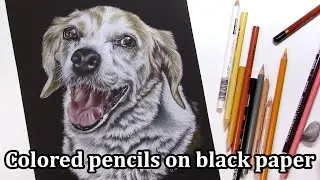 COLORED PENCILS dog portrait on BLACK PAPER // Prismacolor Premier on black Stonehenge