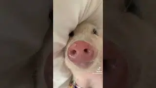 Petite cochonne