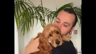 A dog who never gave up 🐕🔥Inspiring dog story | Animal motivation | Dog video