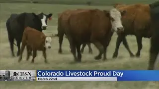 Governor Polis Has Declared March 22nd As Colorado Livestock Proud Day