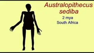 PL3: HOMINIDS: AUSTRALOPITHECUS SEDIBA.avi