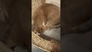I am relaxing 😺&hearts;️ Live streaming 🔥 #cat #stream #pets #live #cute 