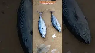 വിഴിഞ്ഞം കടപ്പുറത്തെ ചൂര മീൻ ലേലം വിളി കണ്ടോ-279🐠#vizhinjam #fish #shortsfeed #auction #shorts #tuna