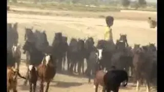 Cholistan LIve stock Apna