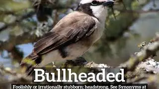 How to Say Bullheaded in English? | How Does Bullheaded Look? | What is Bullheaded?