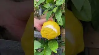 Let&rsquo;s Try Giant Lemon 🍋 #shorts #fruitcutting #oddlysatisfying #satisfying #food #tiktok #garden
